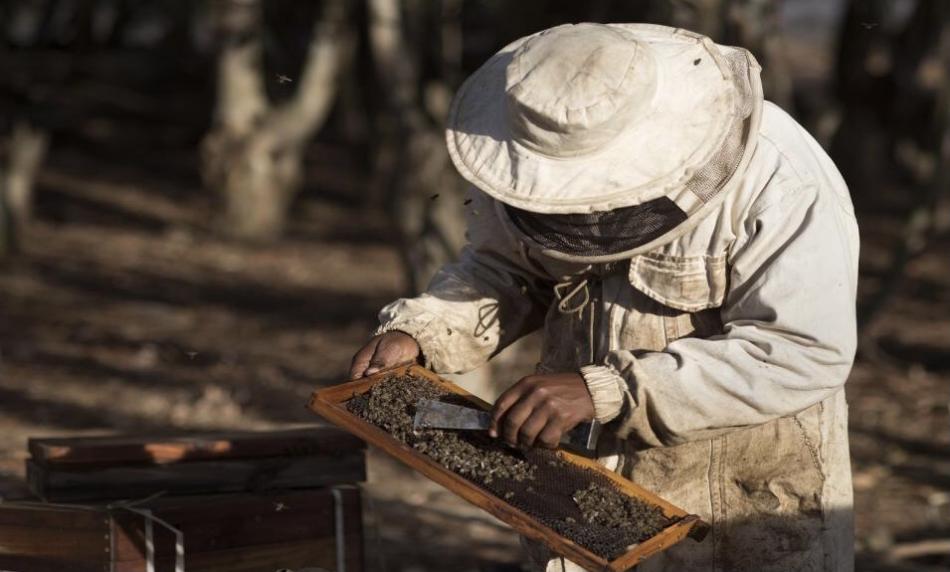 الجائحة تُفقد منتجي العسل حلاوة الربح