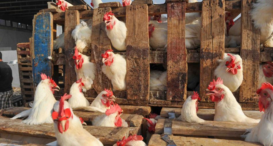 ما السر في انخفاض أسعار الدجاج؟