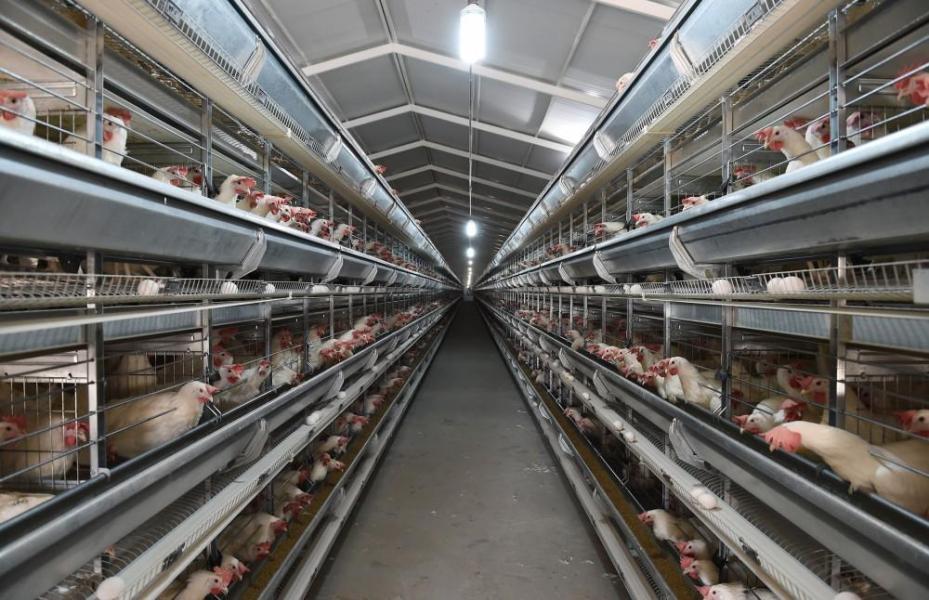 Grippe aviaire H5N8:  le cheptel avicole marocain est hors danger
