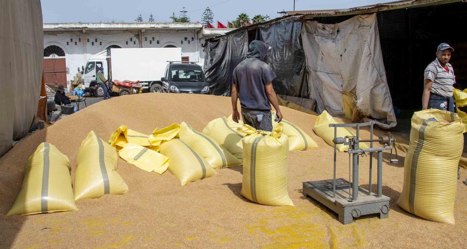 المغرب يستورد 40 مليون قنطار من القمح