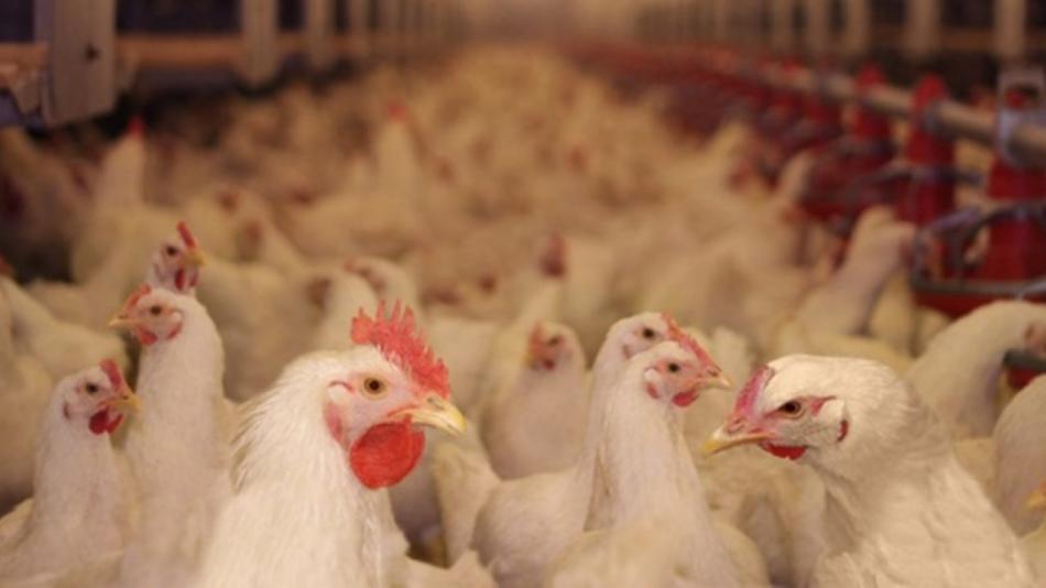 يوسف علوي: إغلاق المطاعم قد يؤدي إلى انخفاض إنتاج الدجاج