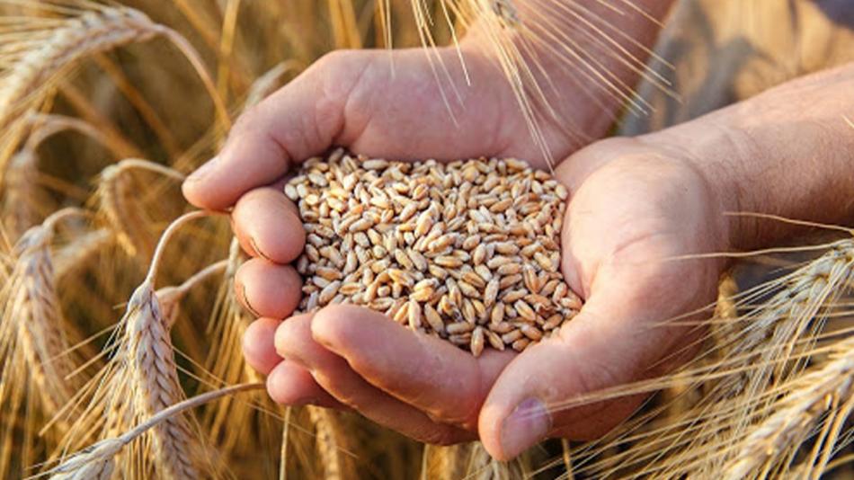 الجفاف يقفز بواردات القمح إلى مستوى قياسي