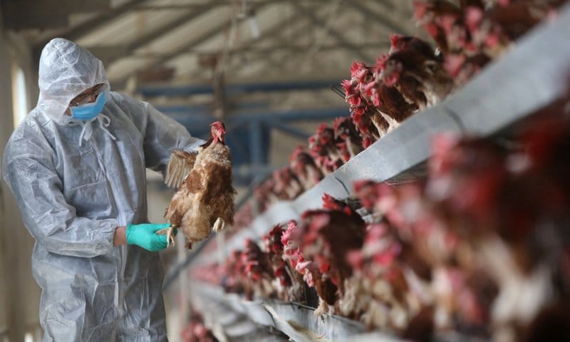 الجزائر : ظهور بؤرة لأنفلونزا الطيور