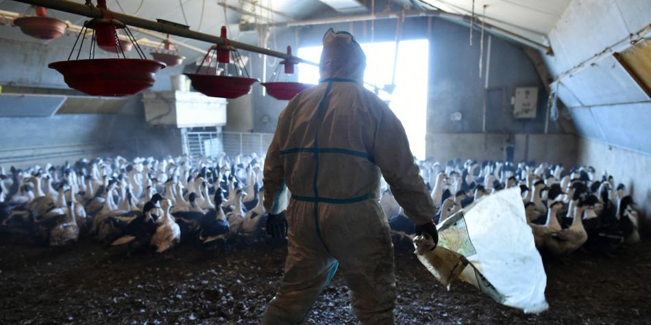 روسيا تعلن رصد أول إصابة بشرية بإنفلونزا الطيور "إتش5إن8"