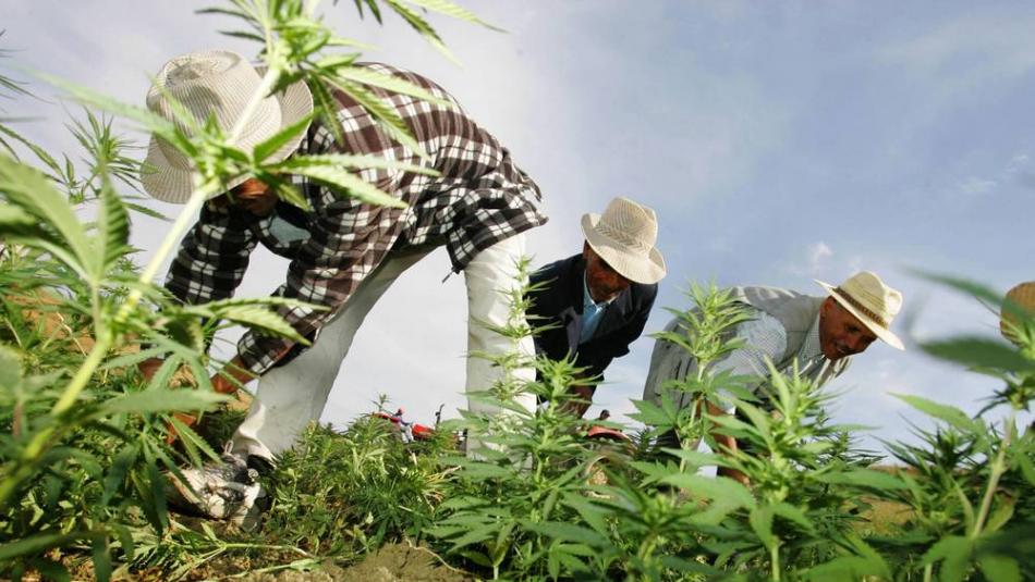 Légalisation du cannabis : un partenariat maroco-américain pour former les agriculteurs et les médecins