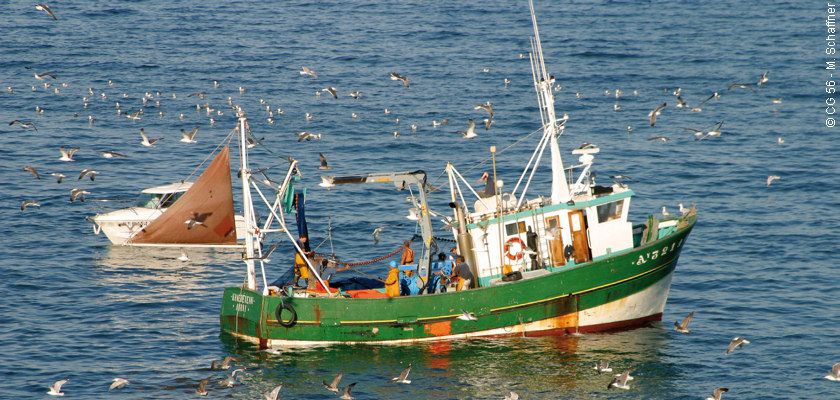 Pêche : Repli de 31% des débarquements en janvier 2021