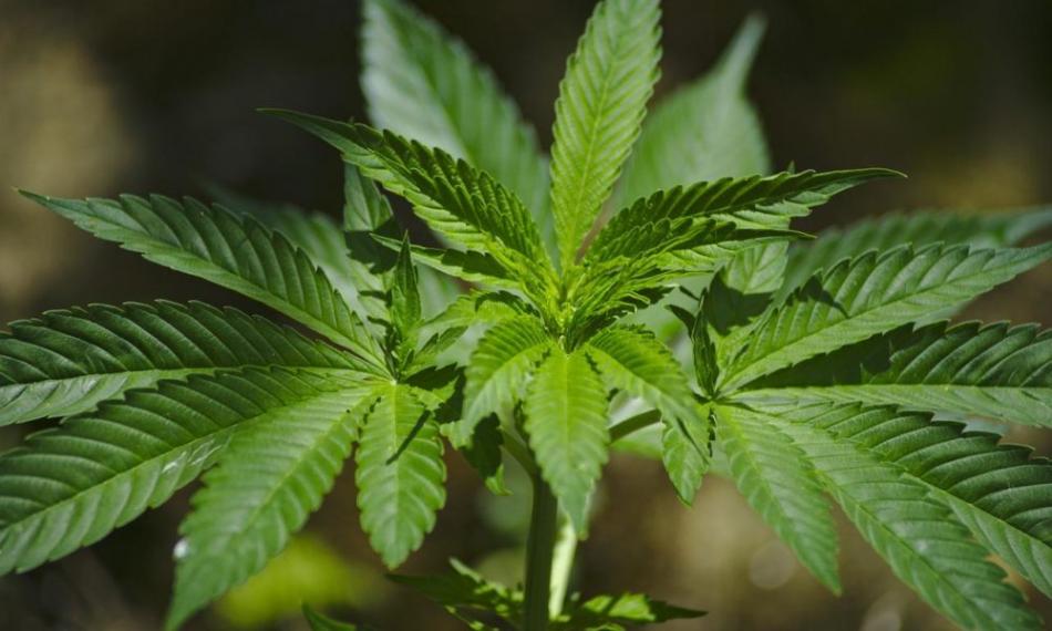 Le cannabis de synthèse bientôt interdit en France