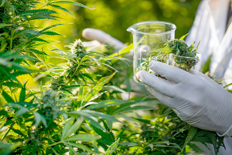La première culture "légale" du cannabis vue par un agriculteur 