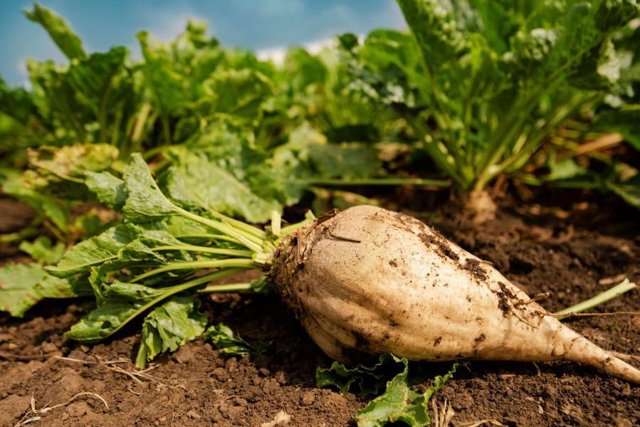 Betterave sucrière : une production record attendue à Béni Mellal-Khénifra