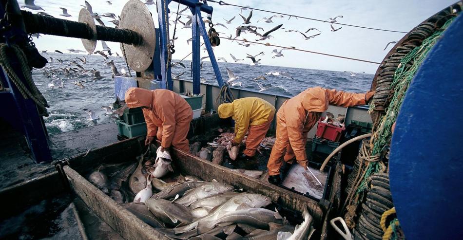 الحكومة تدعم الصيد البحري لتعزيز قدراته على التصدير