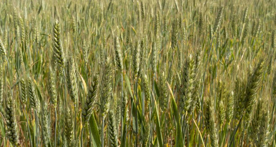 الأوزون يكلف خسائر في محاصيل القمح والأرز بمليارات الدولار