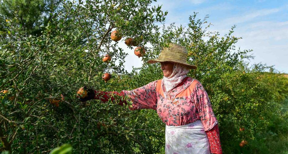 Le Maroc et Israël débattent sur la sécurité alimentaire et l'agriculture innovante