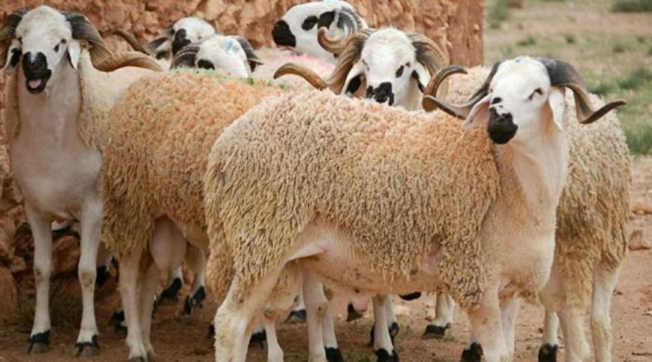 Aid Al Adha: prix de vente moyens des animaux destinés à l'abattage au niveau national