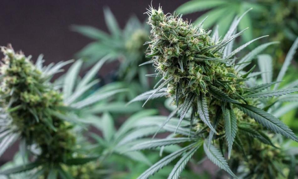 Chambre des représentants: le projet de loi relatif à l’usage du cannabis adopté en deuxième lecture