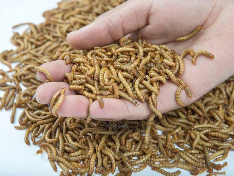 لأول مرة..  السماح بالحشرات على موائد طعام الأوروبيين