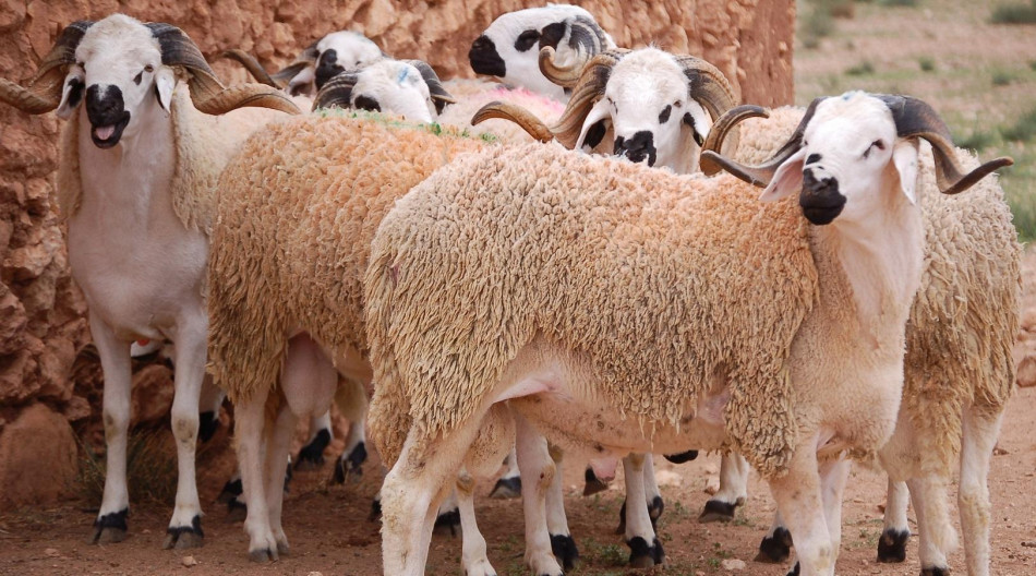 Aïd al-Adha 1442: 5,8 millions de têtes d’ovins et caprins ont été identifiées