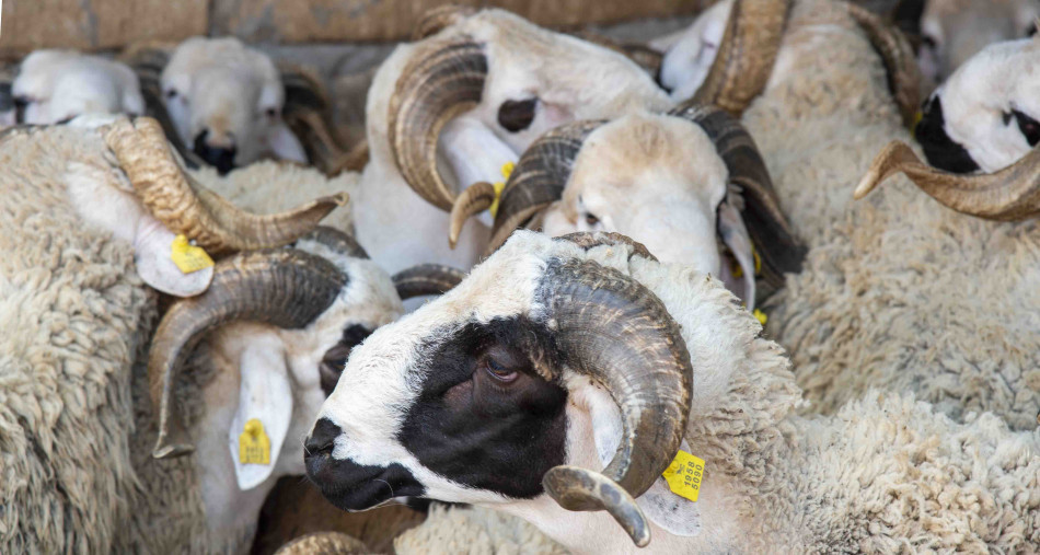Aïd Al-Adha : Soutien au profit des importateurs des ovins  