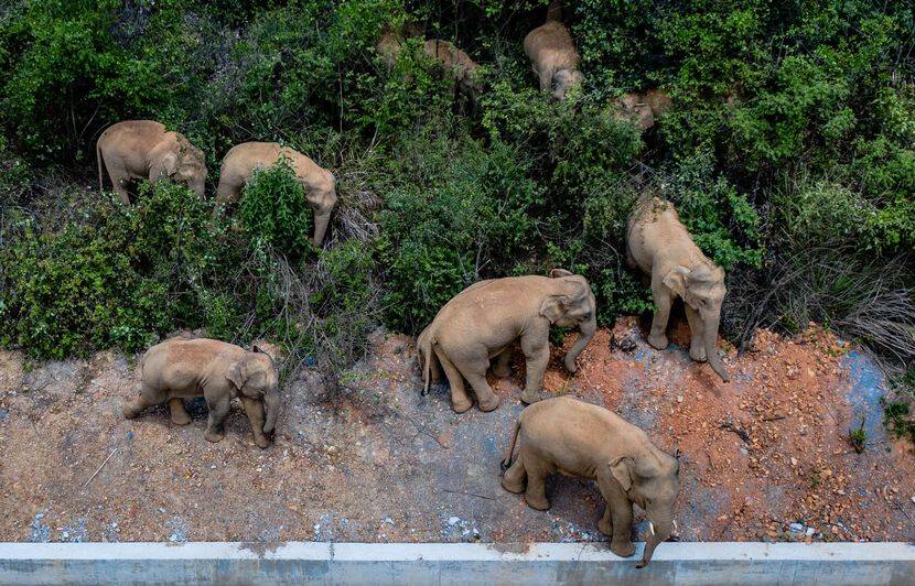 Chine: un troupeau des éléphants errants se dirige vers le sud du pays