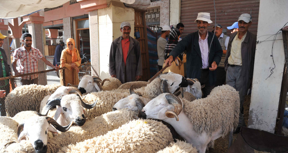Aïd Al-Adha: ce que prévoit la loi pour la vente des ovins dans les garages 