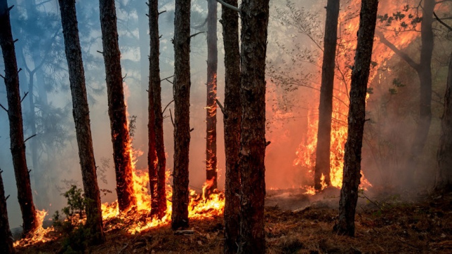 Feux de forêt en France: plus de 7.000 hectares brûlés en Gironde