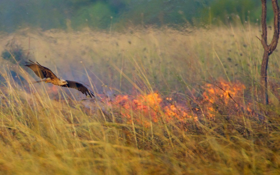 Incendies: non, l'oiseau pyromane n'est pas un mythe
