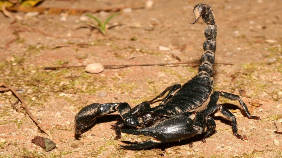 El Kelaâ des Sraghna: mobilisation pour faire face aux piqûres de scorpions