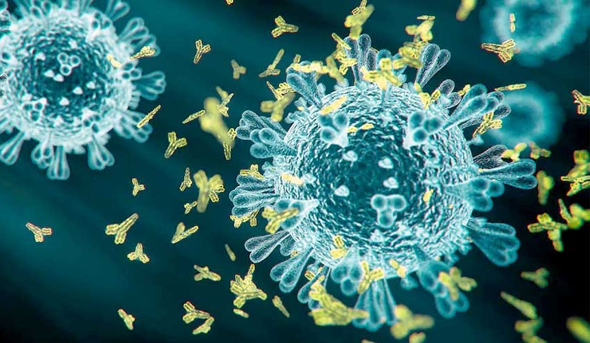 Omicron: les anticorps sont-ils la seule défense contre le virus?