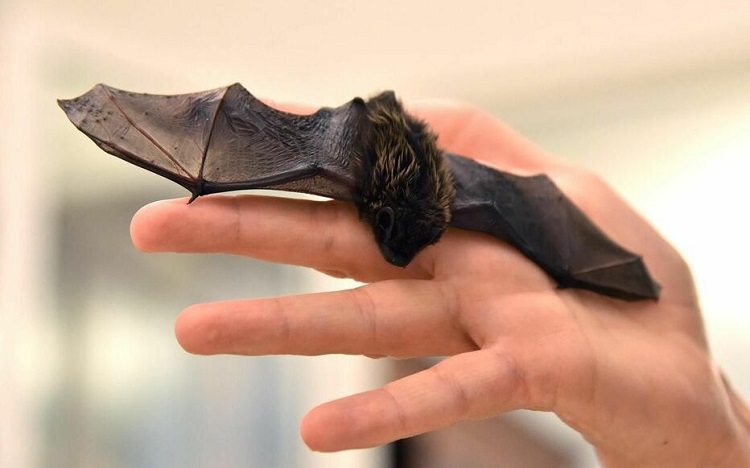 Des virus proches du SARS-CoV-2 découverts chez des chauves-souris 