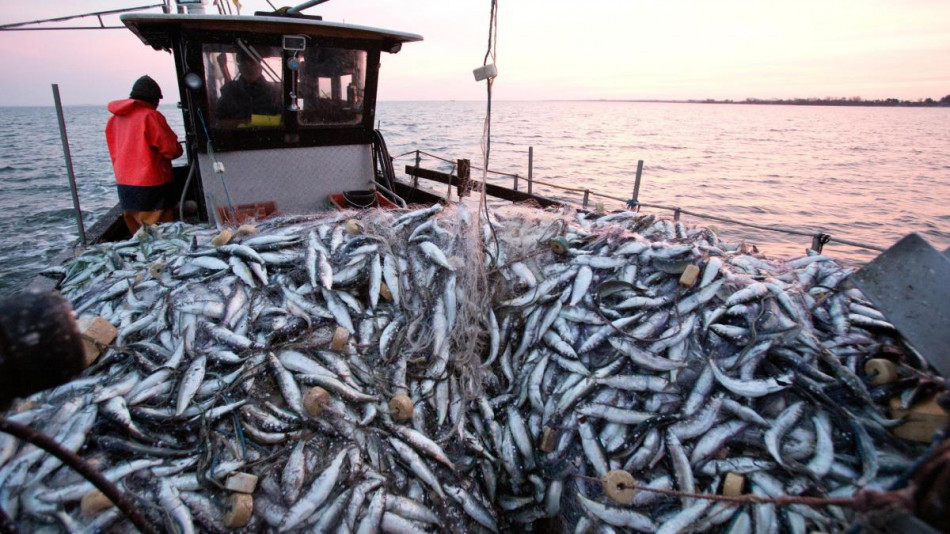 Accord sur la pêche: l'OMC promet des millions aux pays en développement