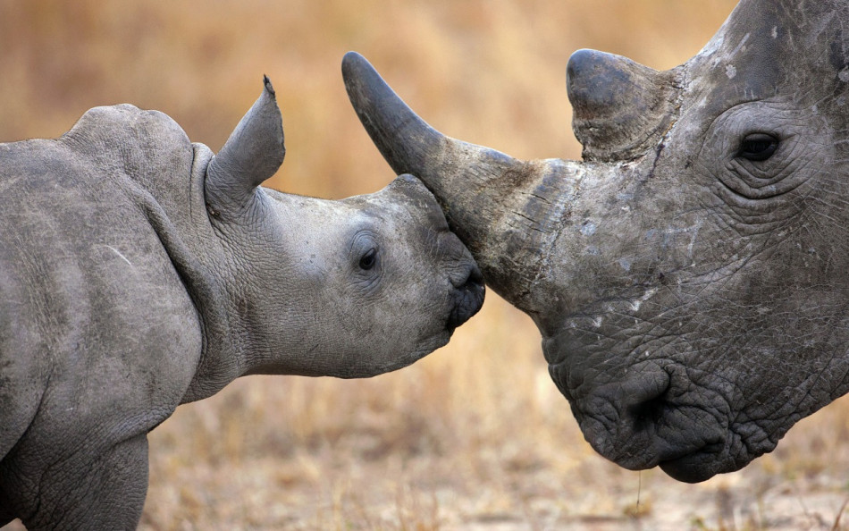 Afrique du Sud: trois braconniers de rhinocéros écopent d'une lourde peine