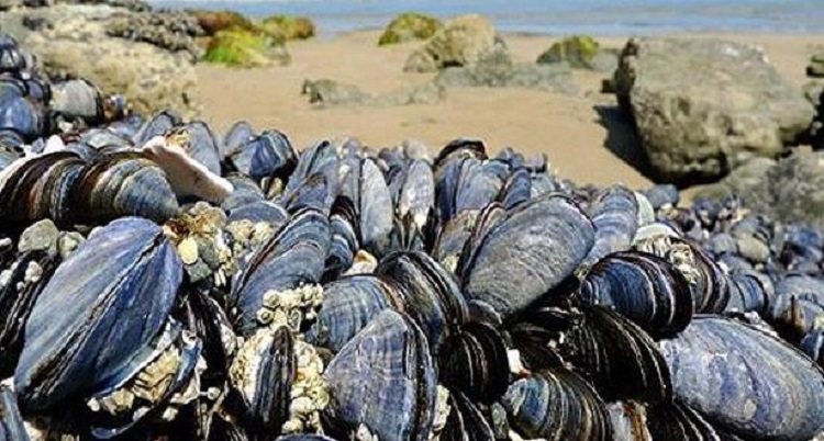 Dakhla: levée de l’interdiction sur la récolte et la commercialisation des coquillages 