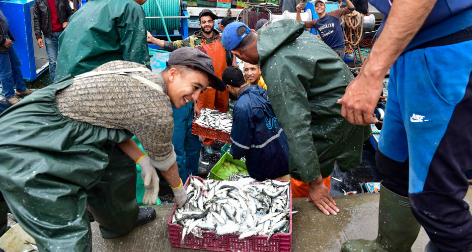 تفريع 194 ألف طن من الأسماك بموانئ المملكة