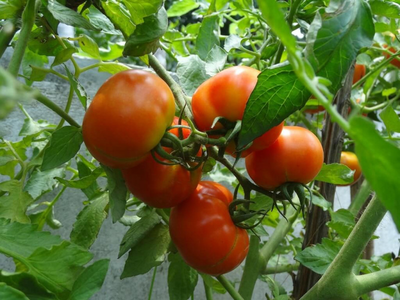 استمرار وقف تصدير البطاطس والبصل وتحديد كمية الطماطم 