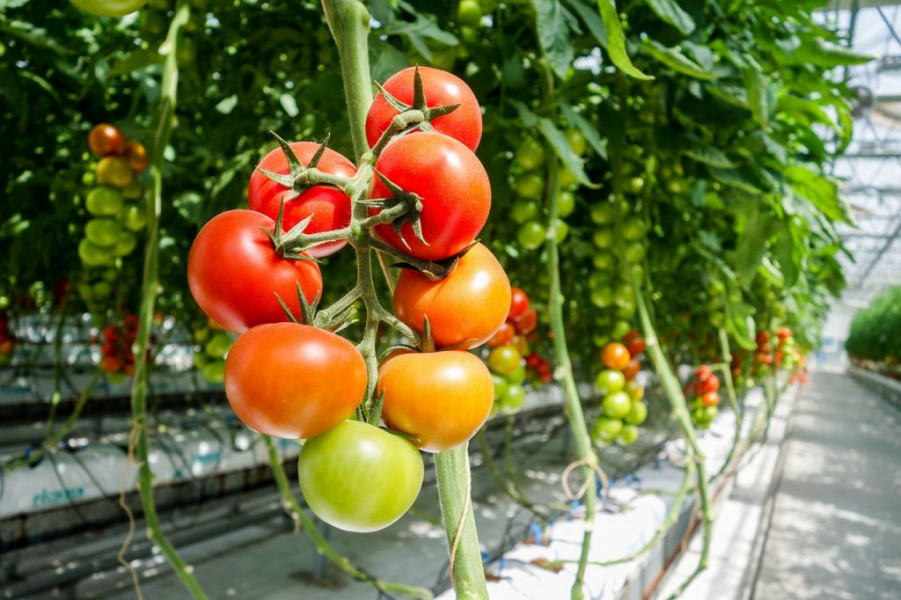 Le Maroc a-t-il interdit l'exportation des tomates? 