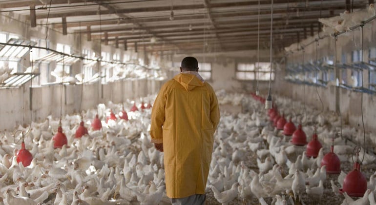 FAO: la résistance aux antimicrobiens menace le secteur agroalimentaire 