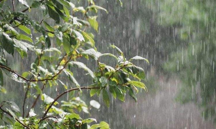 Prochaines pluies: quel impact sur la saison agricole?