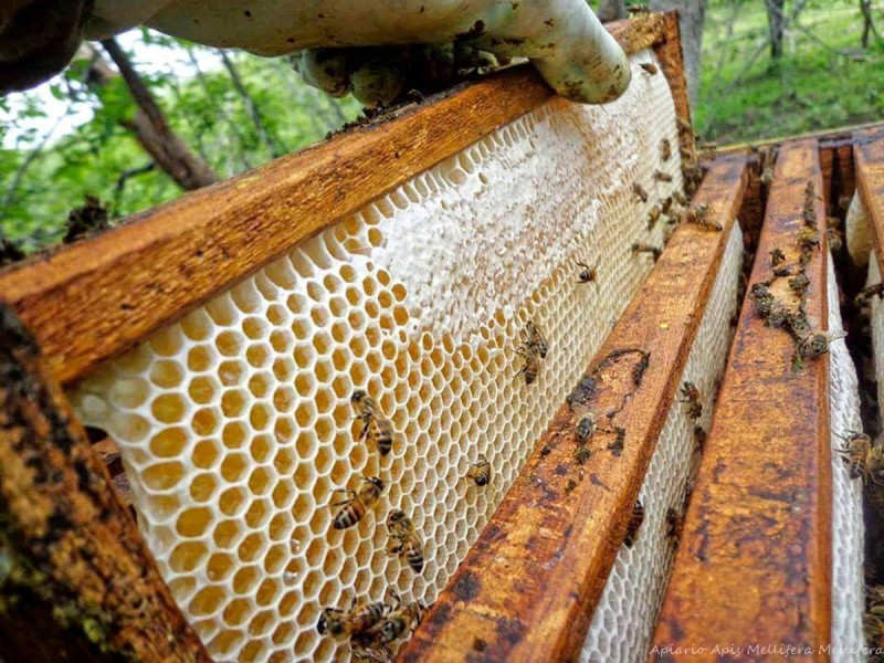 ظاهرة اختفاء النحل .. أونسا يكشف نتائج تحرياته الأولى