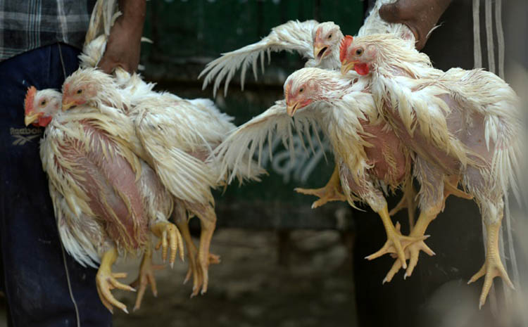 غينيا تكتشف 6 بؤر لتفشي أنفلونزا الطيور
