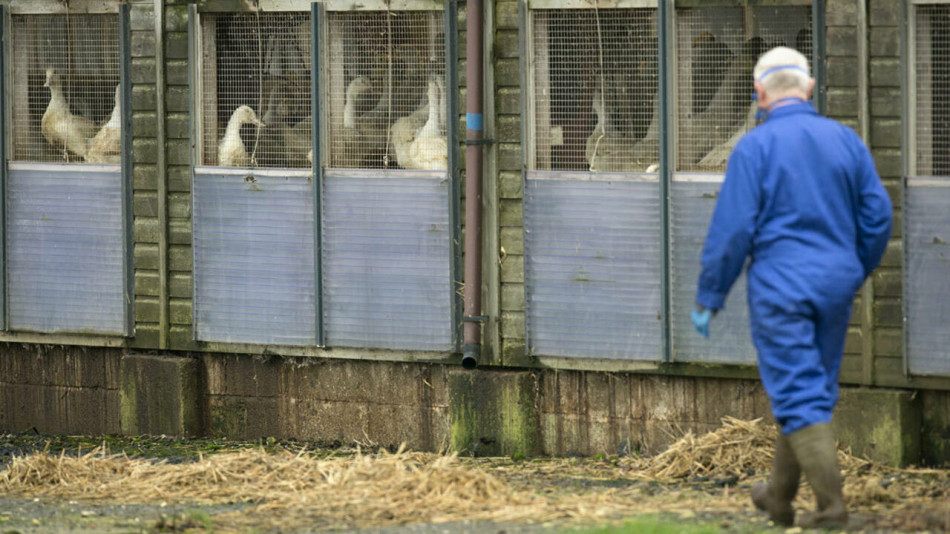Grippe aviaire en République tchèque: 80.000 animaux abattus