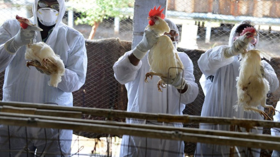 Grippe aviaire: l'Angleterre impose le confinement des volailles