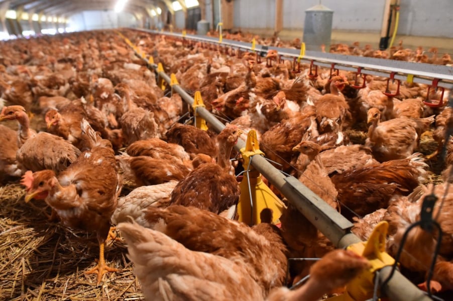 Grippe aviaire: 600.000 volailles abattues en un mois
