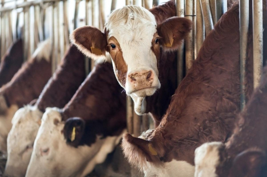  دراسة :  إطعام الماشية بشكل مختلف قد يوفر الغذاء لمليار شخص