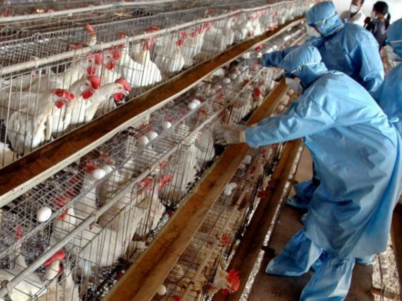 Grippe aviaire: au moins 500.000 volailles mortes ou abattues au Burkina