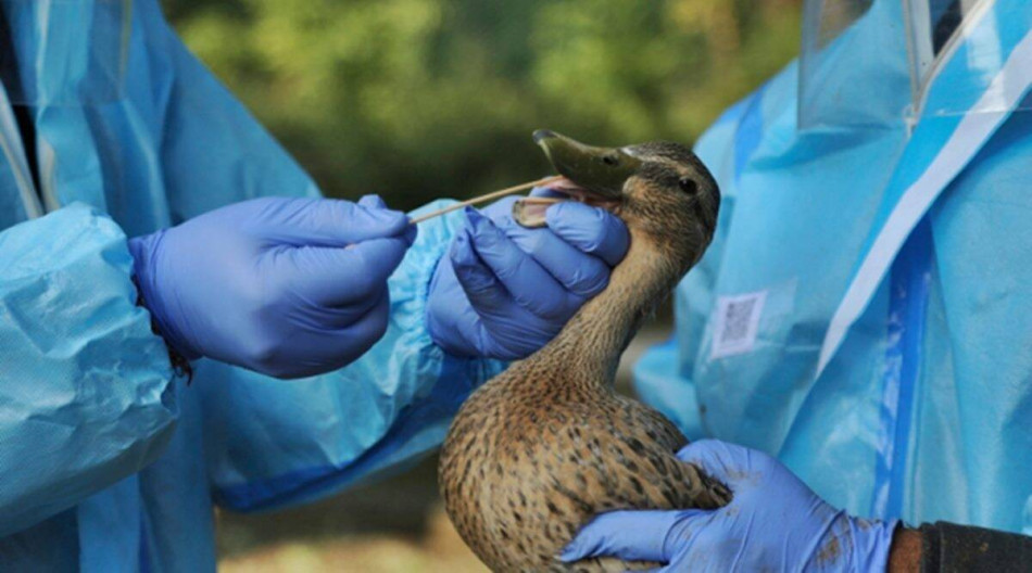 Grippe aviaire: l'expérimentation de la vaccination des palmipèdes débute en France