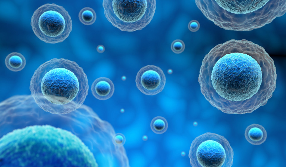 Une université japonaise réussit une transplantation de cellules iPS dans la moelle épinière