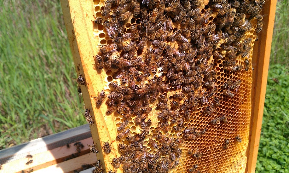 Apiculture: l’ONSSA enquête sur la désertion des ruches