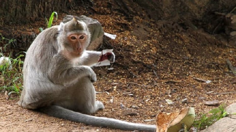 Tout ce qu’il faut savoir sur la variole des singes