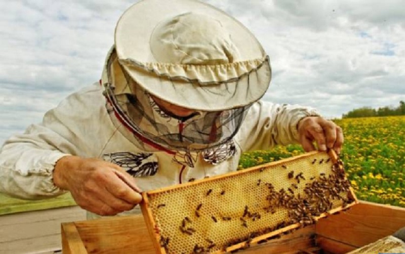 توضيحات جديدة حول انهيار طوائف النحل