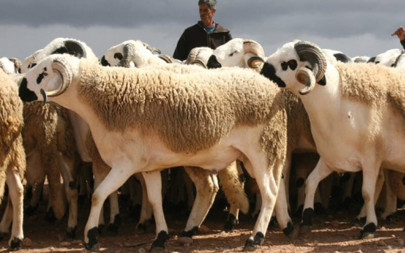 Crise sanitaire et sécheresse: les éleveurs d'ovins et caprins mis à genou