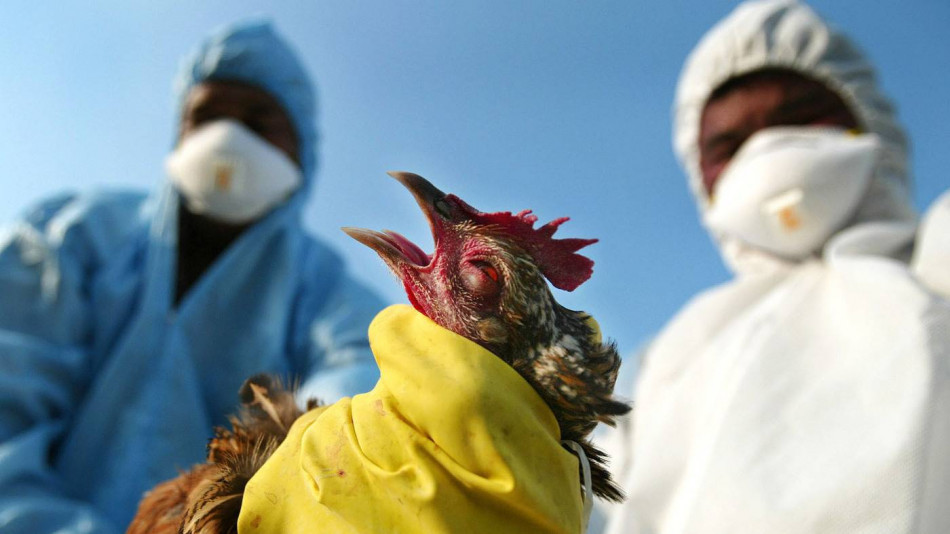 النيجر .. بؤر لإنفلوانزا الطيور
